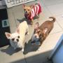 Nibbler, Peaches, and Chichi Having Fun at Tidy Tails Dog Grooming in Gordon Head Nibbler, Peaches, and Chichi Having Fun at Tidy Tails Dog Grooming in Gordon Head