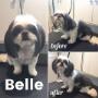 Before and After at Tidy Tails Dog Grooming in Gordon Head #victoria #saanich #cadborobay #cordovabay Before and After at Tidy Tails Dog Grooming in Gordon Head #victoria #saanich #cadborobay #cordovabay