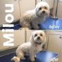 Come into Tidy Tails Dog Grooming near Cadboro Bay in Victoria, BC #saanich #fullgroom #gordonhead #cordovabay Come into Tidy Tails Dog Grooming near Cadboro Bay in Victoria, BC #saanich #fullgroom #gordonhead #cordovabay