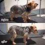 Yorkshire Terrier, Beau, at Tidy Tails Dog Grooming near Cadboro Bay Yorkshire Terrier, Beau, at Tidy Tails Dog Grooming near Cadboro Bay