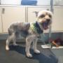 Happy Days at Tidy Tails Dog Grooming in Gordon Head Happy Days at Tidy Tails Dog Grooming in Gordon Head
