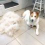 Come Get a De-shed at Tidy Tails Dog Grooming in Gordon Head Come Get a De-shed at Tidy Tails Dog Grooming in Gordon Head