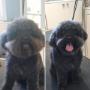 Before and After of Bichon-Poodle at Tidy Tails Dog Grooming in Gordon Head Before and After of Bichon-Poodle at Tidy Tails Dog Grooming in Gordon Head