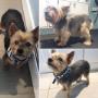 Beau, the Yorkshire Terrier, at Tidy Tails in Gordon Head Beau, the Yorkshire Terrier, at Tidy Tails in Gordon Head