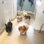 A Hoard of Fur Balls at Tidy Tails Dog Grooming near Cadboro Bay A Hoard of Fur Balls at Tidy Tails Dog Grooming near Cadboro Bay