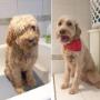 Before and After of Golden Doodle at Tidy Tails Dog Grooming in Gordon Head Before and After of Golden Doodle at Tidy Tails Dog Grooming in Gordon Head