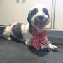Smudgy Looking Fly in His Christmas Tie at Tidy Tails Dog Grooming in Victoria, BC Smudgy Looking Fly in His Christmas Tie at Tidy Tails Dog Grooming in Victoria, BC