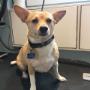 Come to Tidy Tails Dog Grooming near Cadboro Bay in Victoria BC! #gordonhead #saanich #cordovabay Come to Tidy Tails Dog Grooming near Cadboro Bay in Victoria BC! #gordonhead #saanich #cordovabay