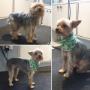 Yorkshire Terrier at Tidy Tails Dog Grooming in Saanich Yorkshire Terrier at Tidy Tails Dog Grooming in Saanich