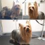Becky, the Happy Yorkshire Terrier, at Tidy Tails Dog Grooming in Victoria, BC Becky, the Happy Yorkshire Terrier, at Tidy Tails Dog Grooming in Victoria, BC