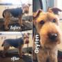 Welsh Terrier at Tidy Tails Dog Grooming in Gordon Head #handstrip #saanich Welsh Terrier at Tidy Tails Dog Grooming in Gordon Head #handstrip #saanich