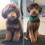 Teddy, the Labradoodle, at Tidy Tails Dog Grooming near Cadboro Bay Teddy, the Labradoodle, at Tidy Tails Dog Grooming near Cadboro Bay