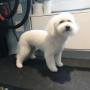 Bichon Frise at Tidy Tails Dog Grooming in Gordon Head Bichon Frise at Tidy Tails Dog Grooming in Gordon Head