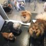 Just Having a Good Time at Tidy Tails Dog Grooming near Cadboro Bay Just Having a Good Time at Tidy Tails Dog Grooming near Cadboro Bay