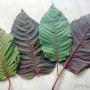 Chargé par visiteur le 2017-02-09 - Color variations of kratom Chargé par visiteur le 2017-02-09 - Color variations of kratom