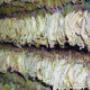 Chargé par visiteur le 2017-02-09 - How kratom leaves are dried Chargé par visiteur le 2017-02-09 - How kratom leaves are dried