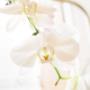 orchid orchid