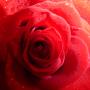 Roses équitable Roses équitable