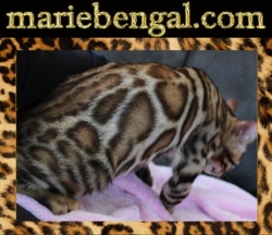 Marie Bengal