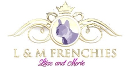 Lilac & Merle Frenchies