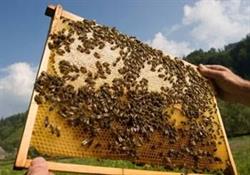 Valley Beekeeping Supplies
