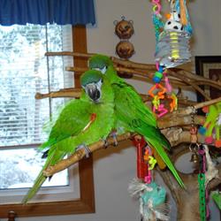 Healthy Bird