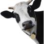 Chester the Cow Chester the Cow