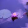 Therapeutic Yoga Nurse Calgary Therapeutic Yoga Nurse Calgary
