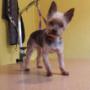 Little Sammy Little Sammy