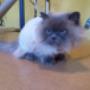 Silvie and her beautiful lion cut Silvie and her beautiful lion cut