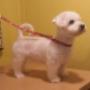 Winston came in for a puppy clip. He loves his spa days. Winston came in for a puppy clip. He loves his spa days.