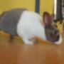Offering services for rabbits too!! Offering services for rabbits too!!