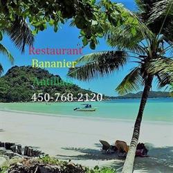 Bananier Antillais