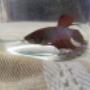Photo Photo