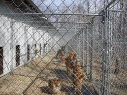 Kozy Kennels