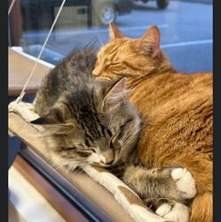 Murrayville Animal Hospital