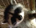 Raccoon Removal