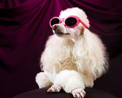 Doggie Styles Pet Grooming