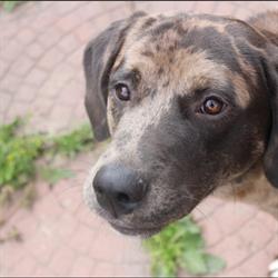 SIMCOE ROSSLAND ANIMAL HOSPITAL