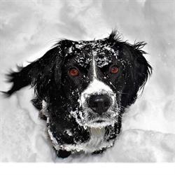 HAPPY TAILS