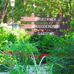 Rhododendron Gardens