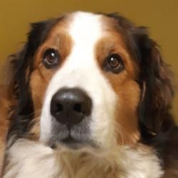 Dr Samantha Fuller Hart Family Veterinary Clinic