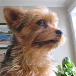 Auberge Mickey Woof Woof