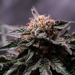 Organic Solutions