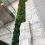 living wall living wall