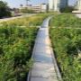 green roof green roof