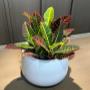 Planters Planters