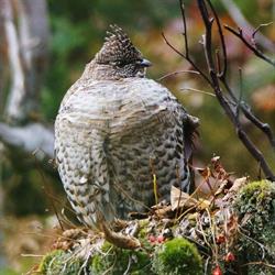 Société Art et Science pour la Nature