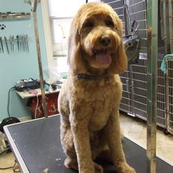 Brendas Pet Grooming