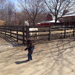 Children's Animal Farm